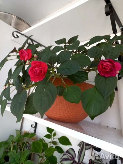 Бальзамин махровый