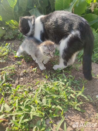 Вислоухая кошка бесплатно