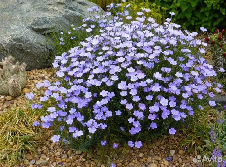 Лён декоративный