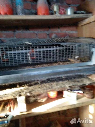 Клетка для перепелов
