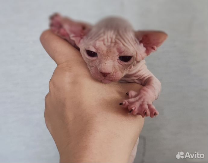 Канадский сфинкс