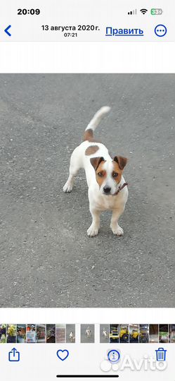 Вязка джек рассел терьер