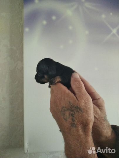 Мини той-терьер щенки