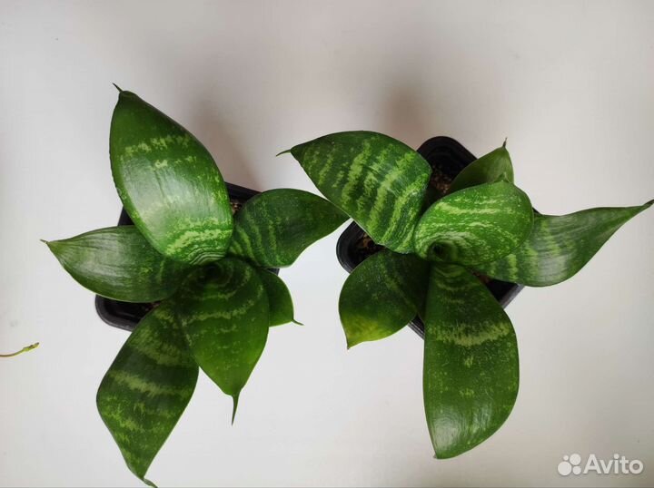 Сансевиерия Хани