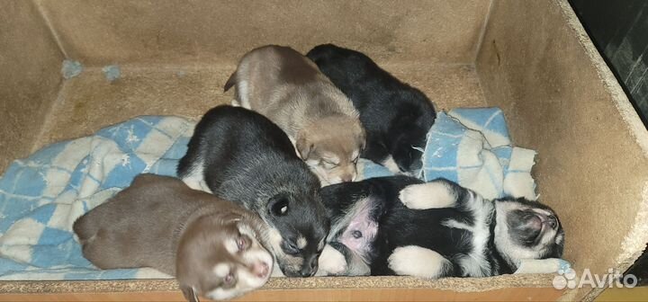 Щенки Хаски