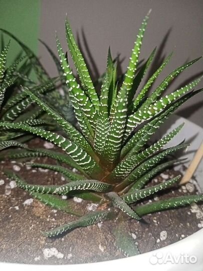 Домашние цветы 4