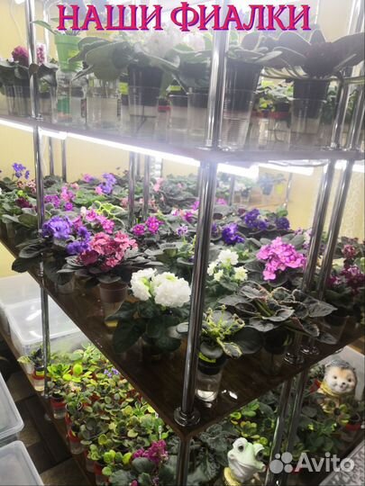 Сортовые фиалки цветущие