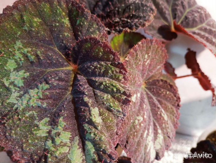 Бегонии коллекция более100 сортов