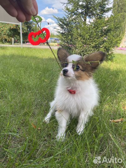 Папильон мальчик