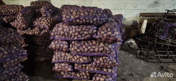 Картофель сорт гала