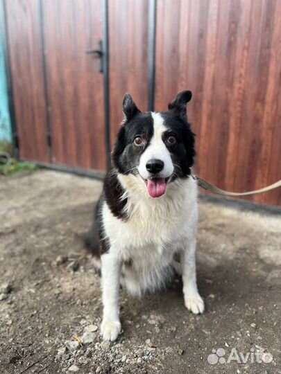 Хорошая собака а добрые руки