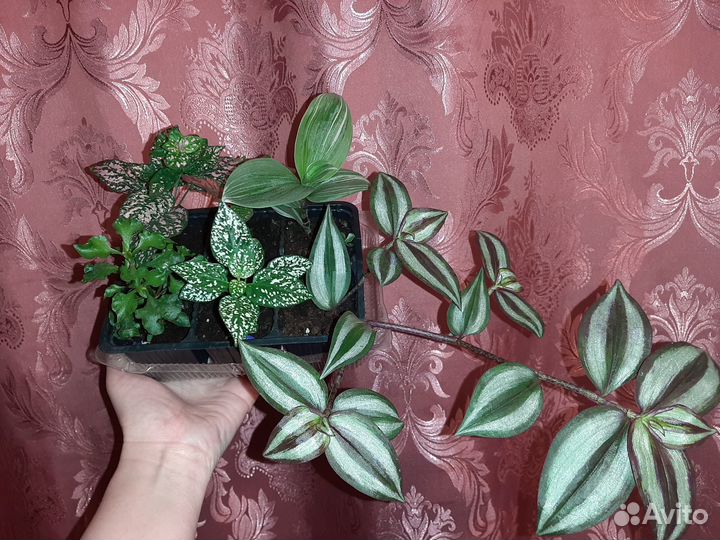 Миксы растений, цветов. Бархатцы, колеусы