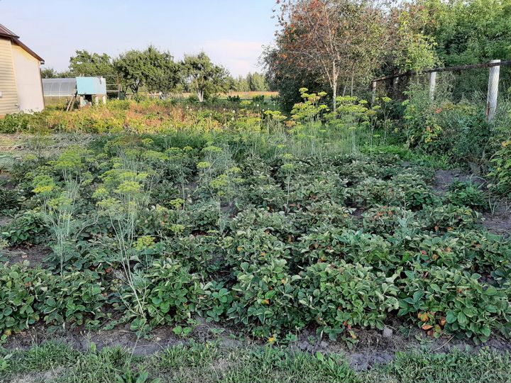 Дом 70 м² на участке 20 сот.