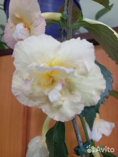 Ахименесы,комнатные цветы,растения