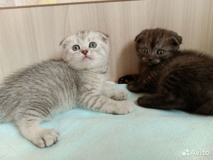 Милые котята