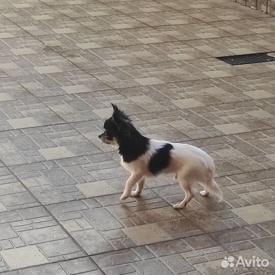 Чихуахуа мини