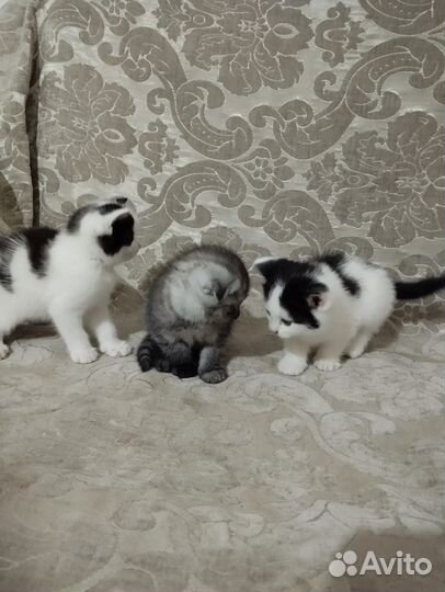 Котята мальчики