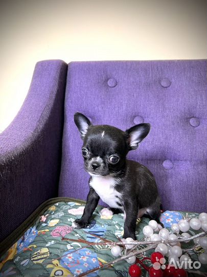 Щенки чихуахуа