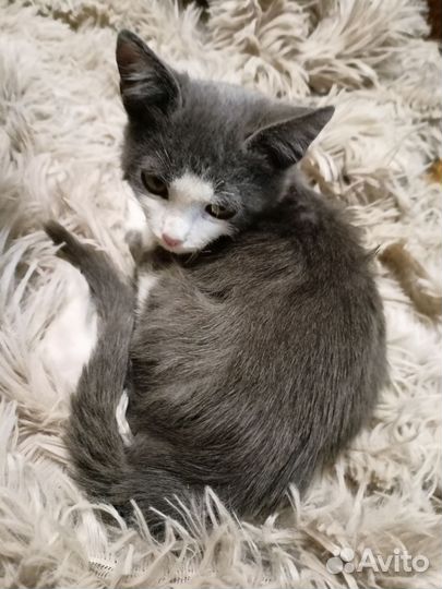 Отдам котенка