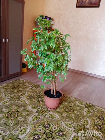 Фикус бенджамина пестролистный