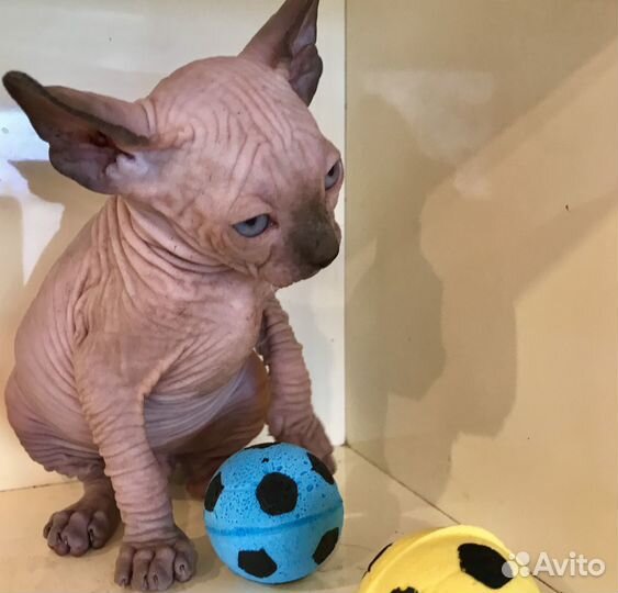 Котёнок Двельф Лонг голубые глаза Сфинкс