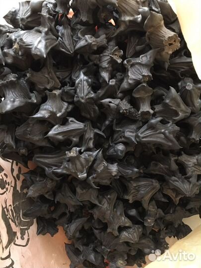 Семена рогульника