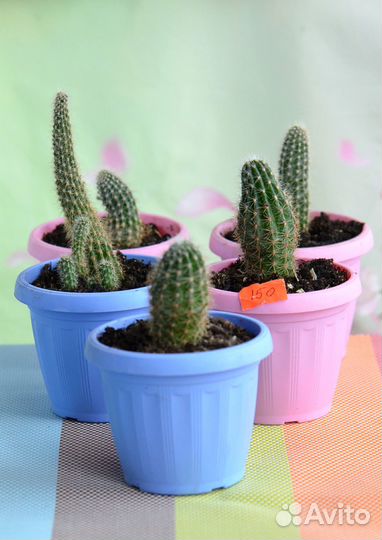 Кактусы в новых горшочках