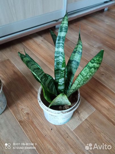 Сансевиерия