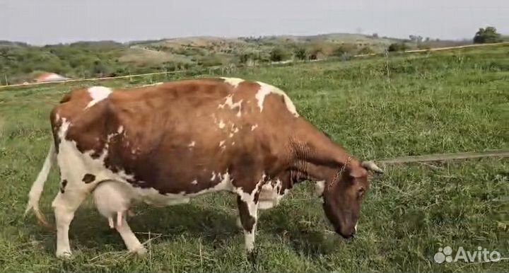 Коровы на мясо