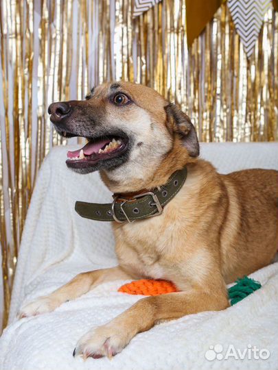 Собака в добрые руки