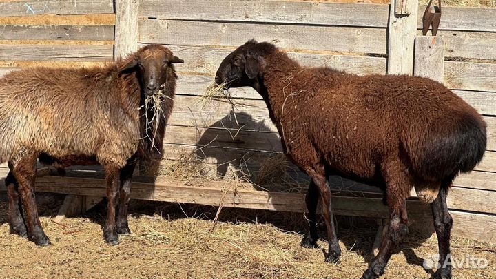 Овцы бараны