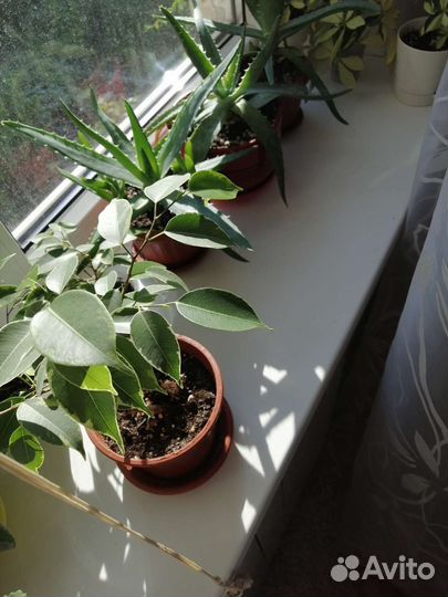 Фикус, шеффлера, мята, алоэ