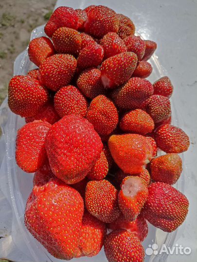 Рассада клубники