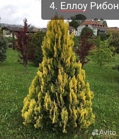 Туя вертикальная 2 (подробности в описании