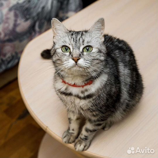 Касеопея в добрые руки