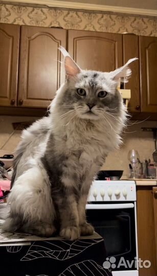 Кот Мейн-кун