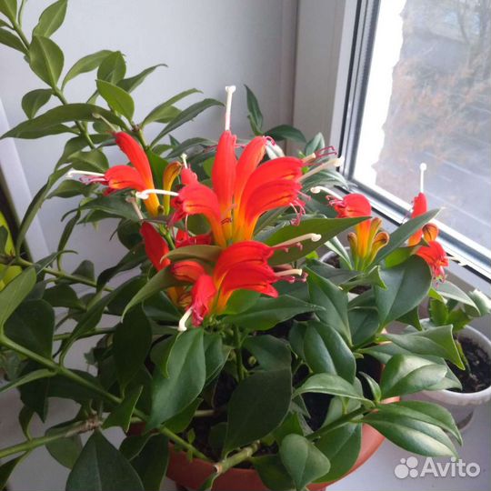 Эсхинантус,черенки укоренённые,продаю