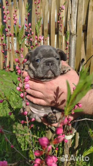 Французский бульдог лилак тан