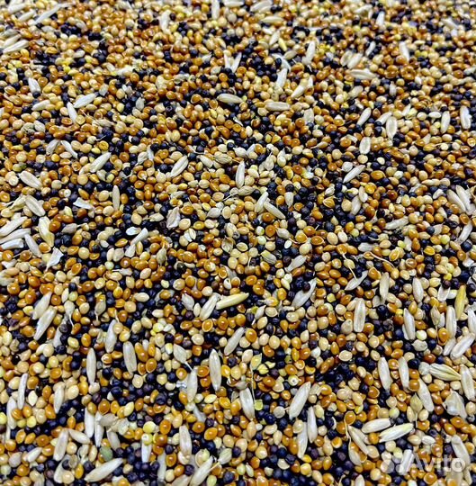 Корм для лесных и уличных птиц