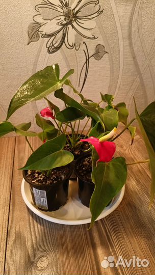 Комнатные цветы Антуриум