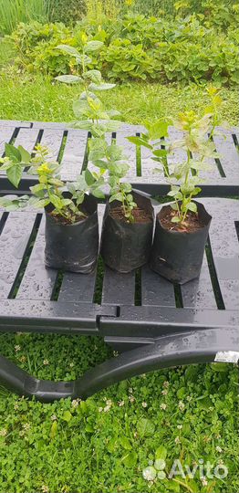 Голубика саженцы