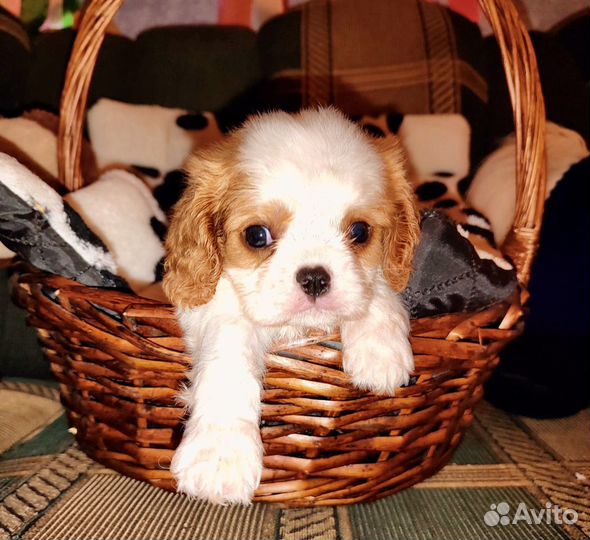 Кавалер кинг чарльз спаниель