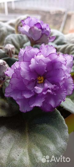 Фиалка сортовая