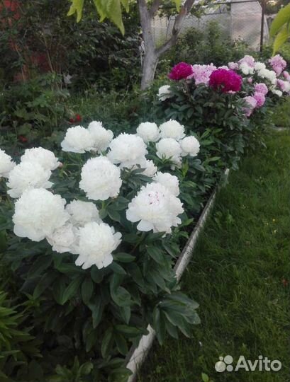 Цветы многолетники и декоративные кустарники