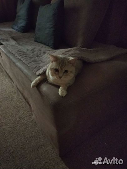 Британский кот на вязку