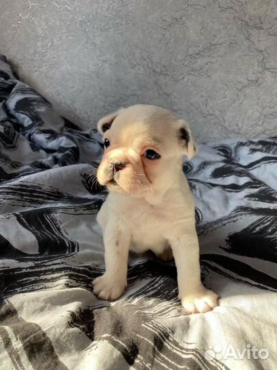 Щенки французского бульдога