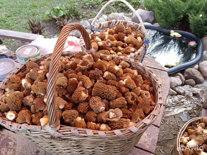 Сморчки свежие сбор будет на выходных