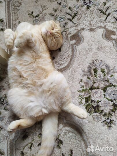 Британская вислоухая кошка