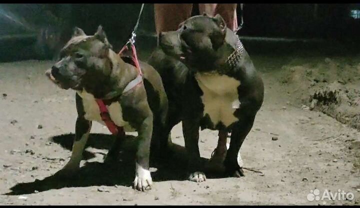 Американский булли