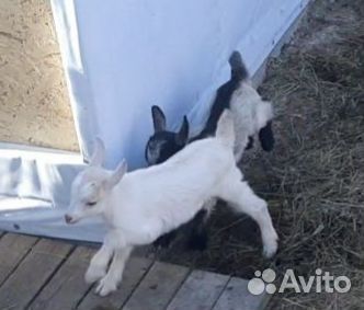Продаю козликов